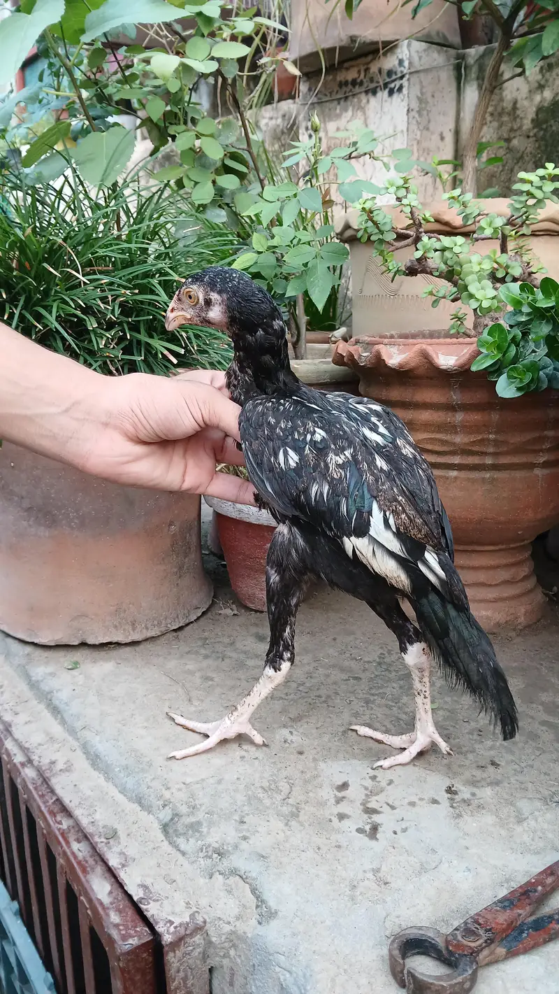 Aseel Lakha chicks — photo 12