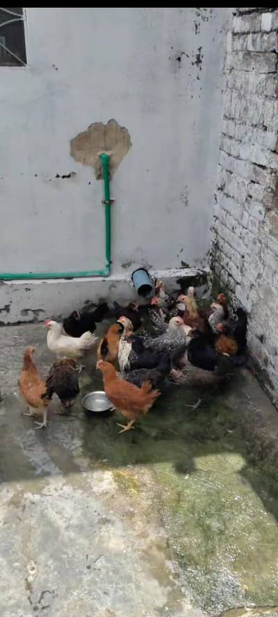 Mashallah dasi murga or murgi