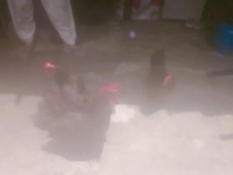 aik murgha do murgian — photo 3