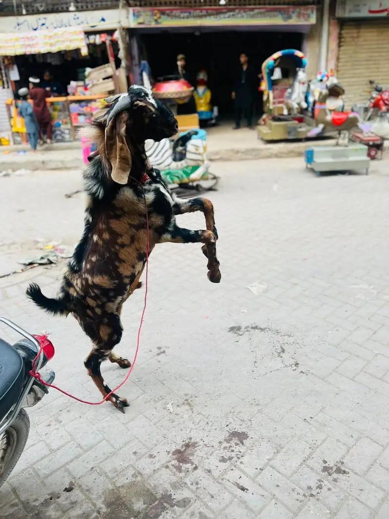 Rate final he falti offer na lagayen jazak ALLAH — photo 4