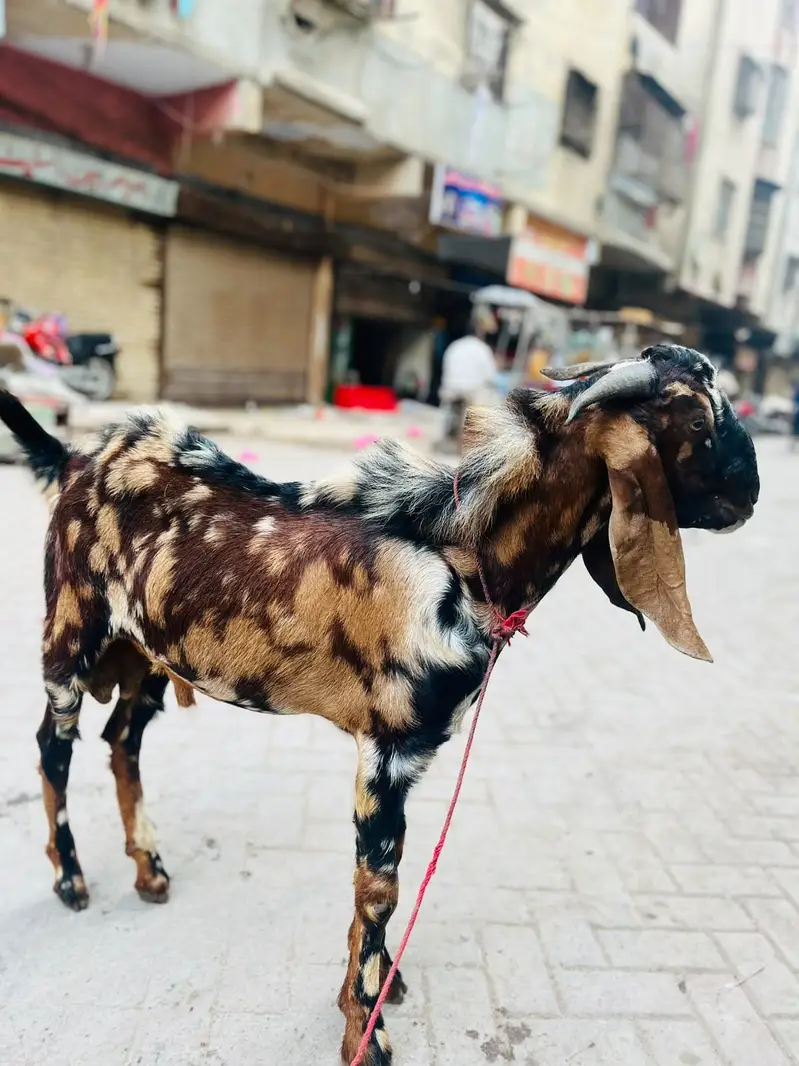Rate final he falti offer na lagayen jazak ALLAH — photo 5