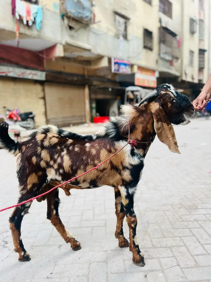 Rate final he falti offer na lagayen jazak ALLAH — photo 6