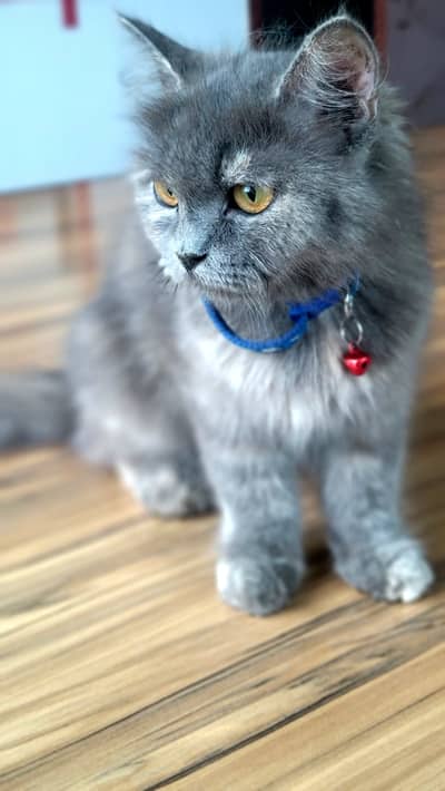 * Fluffy coat  * Grey fur  * Amber eyes  * Doll face  * Blue collar