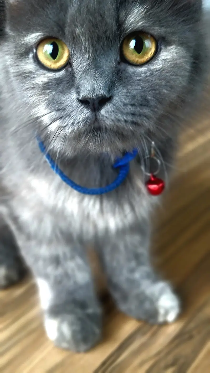 * Fluffy coat  * Grey fur  * Amber eyes  * Doll face  * Blue collar — photo 2