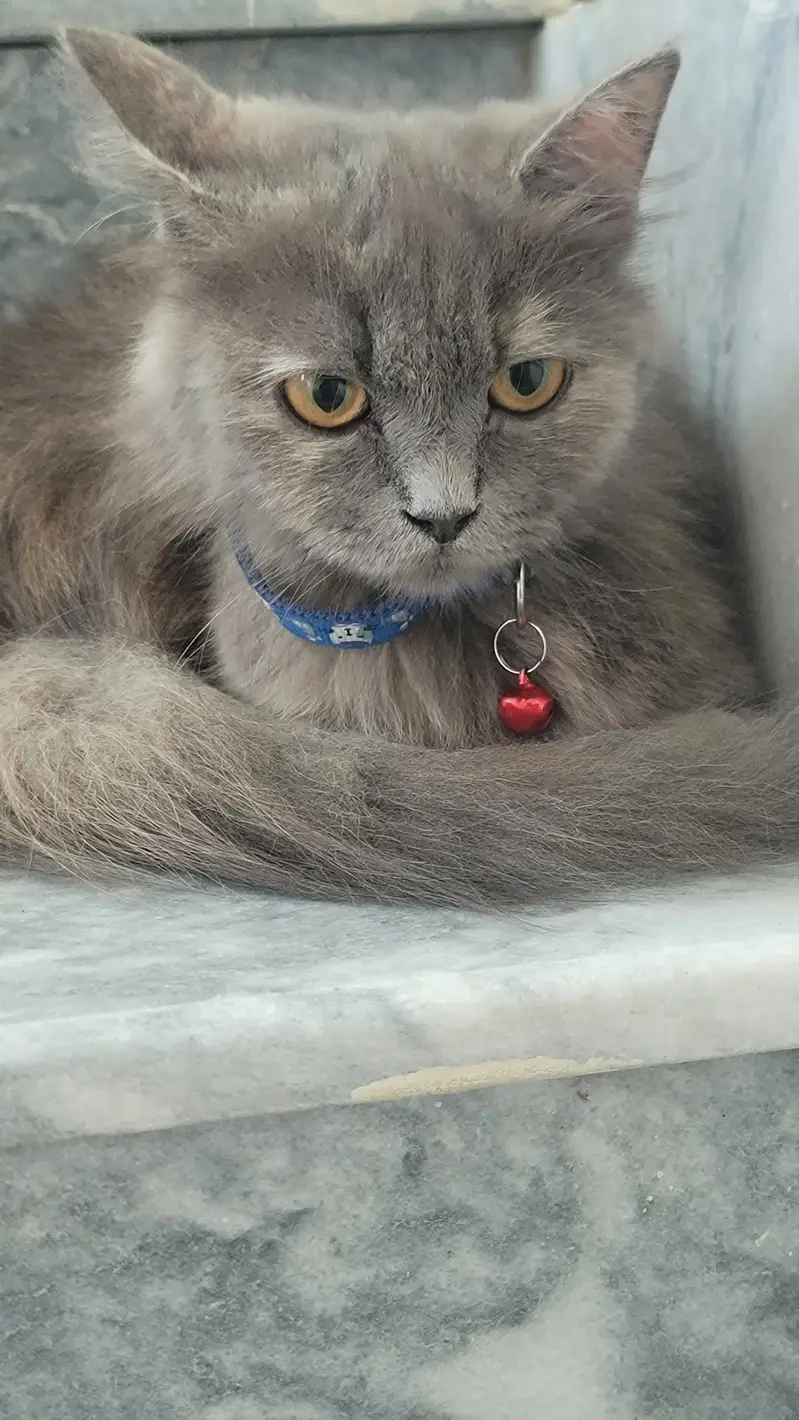 * Fluffy coat  * Grey fur  * Amber eyes  * Doll face  * Blue collar — photo 3
