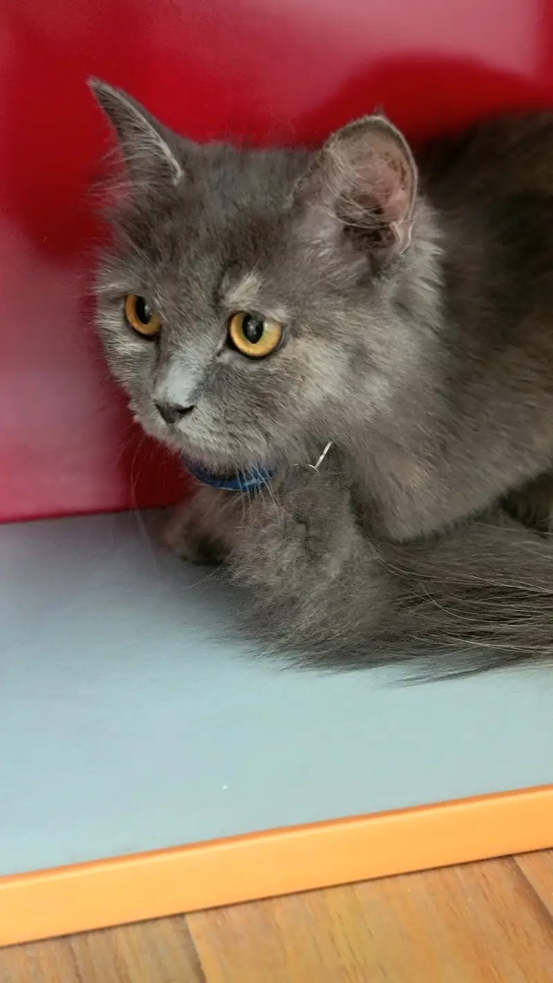 * Fluffy coat  * Grey fur  * Amber eyes  * Doll face  * Blue collar — photo 4