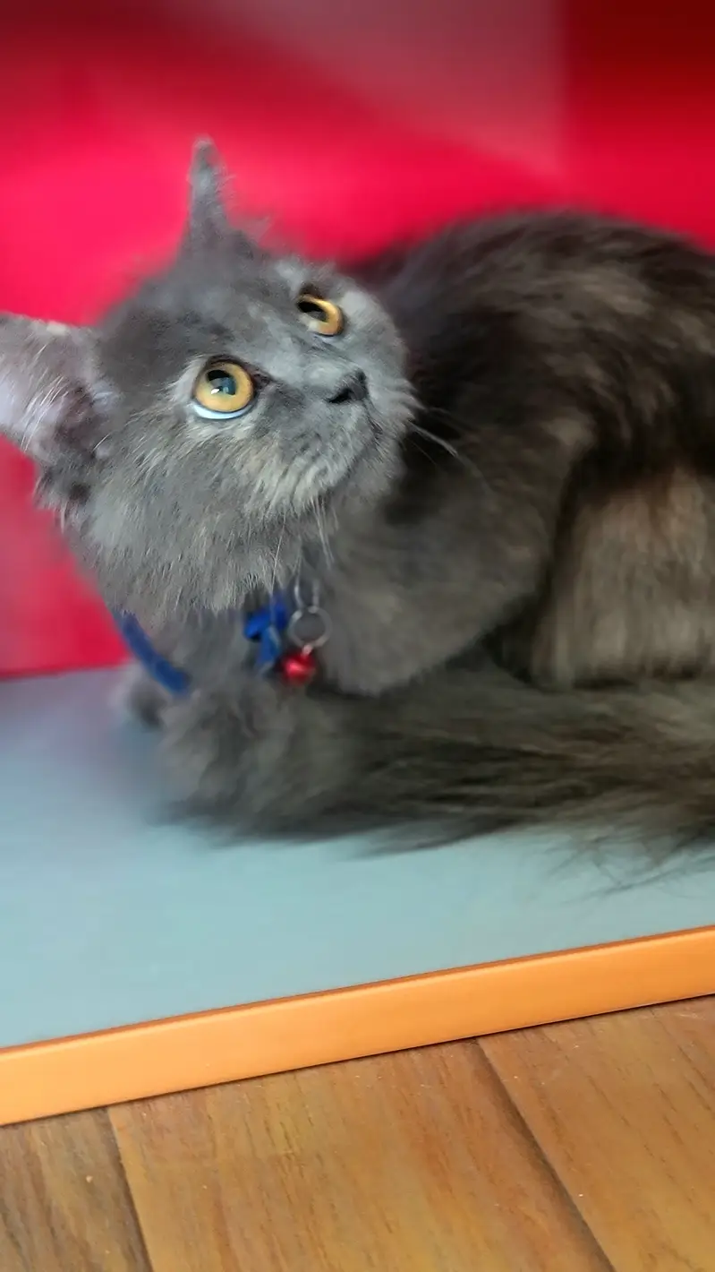 * Fluffy coat  * Grey fur  * Amber eyes  * Doll face  * Blue collar — photo 5