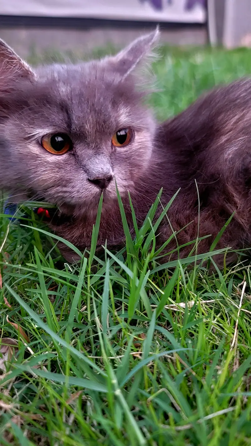 * Fluffy coat  * Grey fur  * Amber eyes  * Doll face  * Blue collar — photo 6