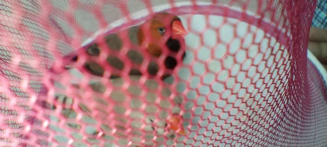 black breast Orange head Male  Orange ki female Finches ke jode Hain