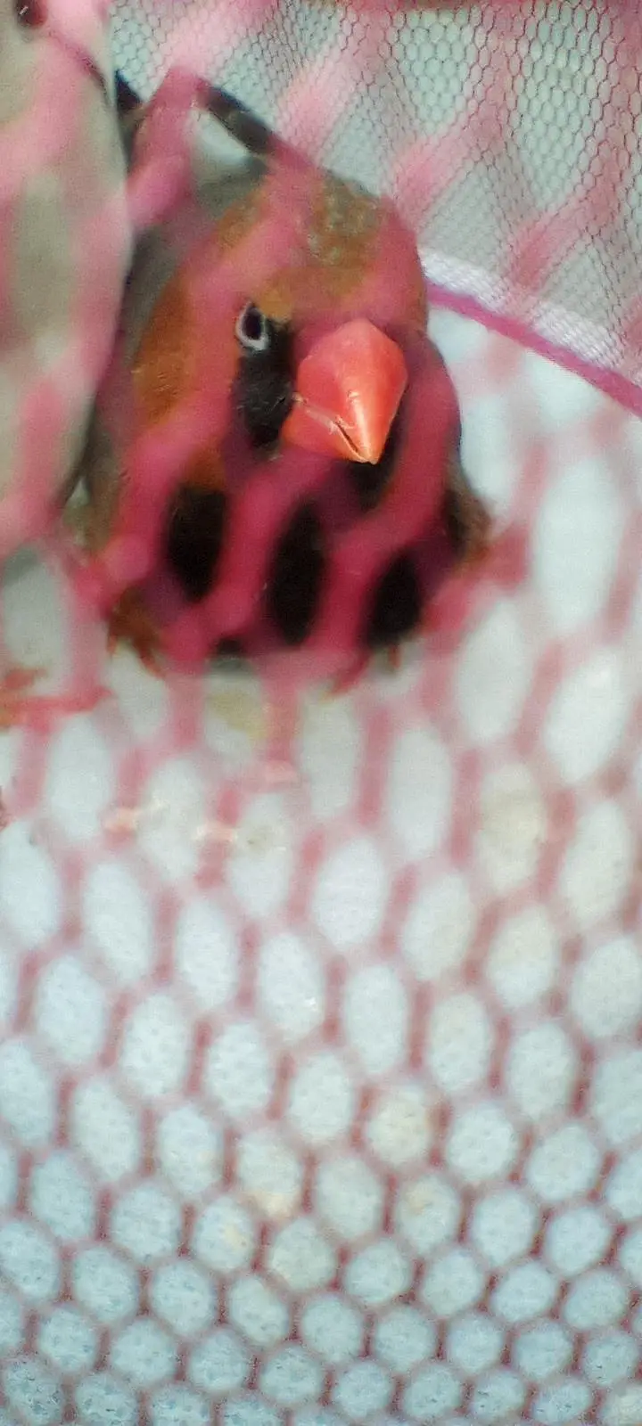 black breast Orange head Male  Orange ki female Finches ke jode Hain — photo 2