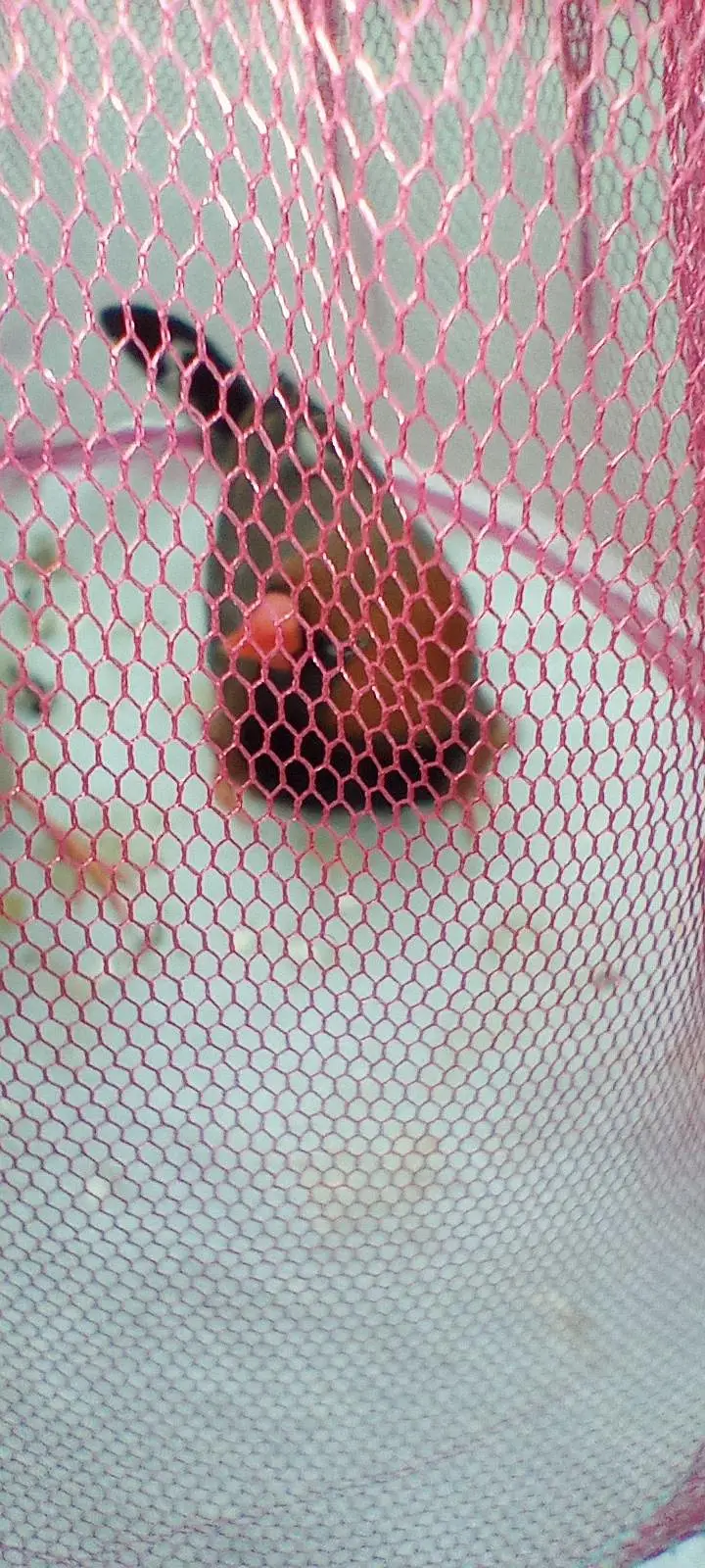black breast Orange head Male  Orange ki female Finches ke jode Hain — photo 3
