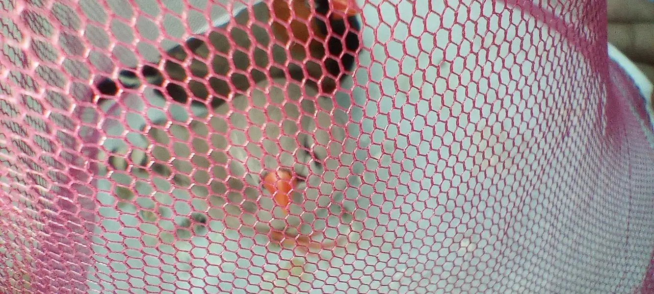 black breast Orange head Male  Orange ki female Finches ke jode Hain — photo 4
