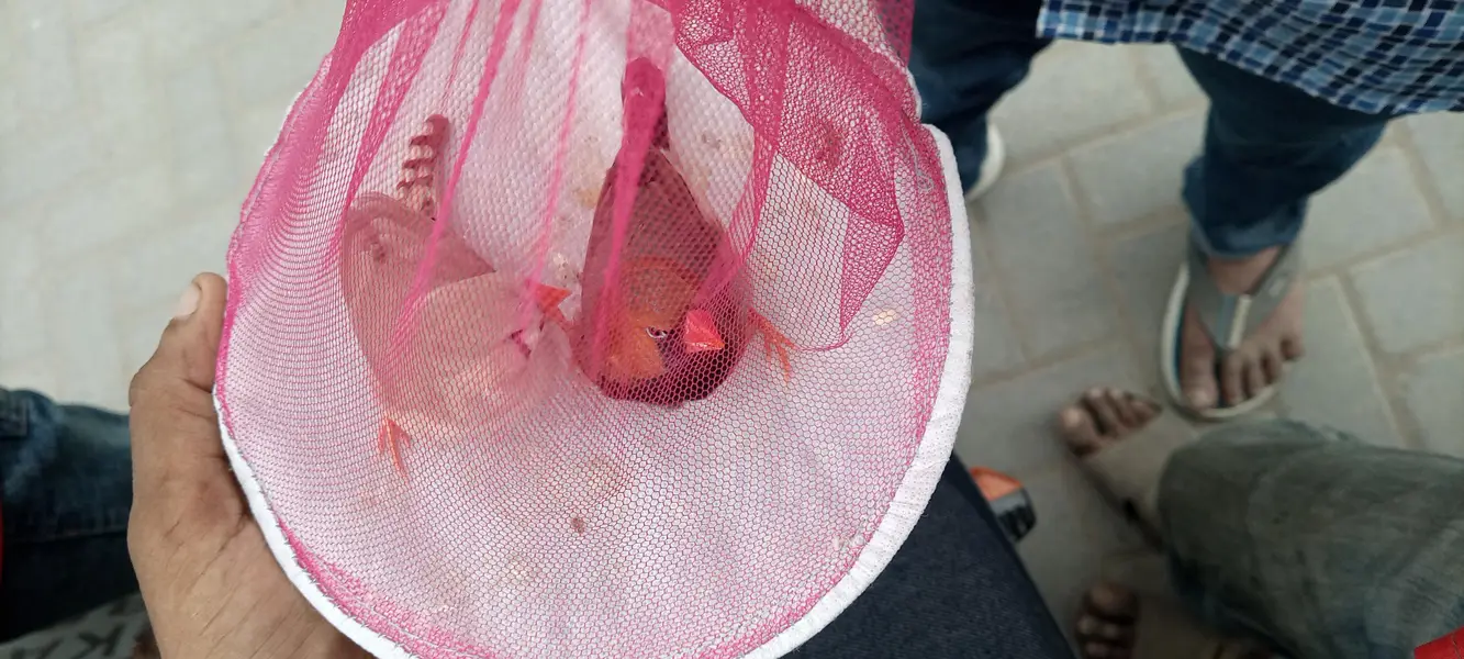 black breast Orange head Male  Orange ki female Finches ke jode Hain — photo 11