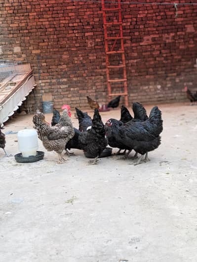 Desi hens (03444608899)