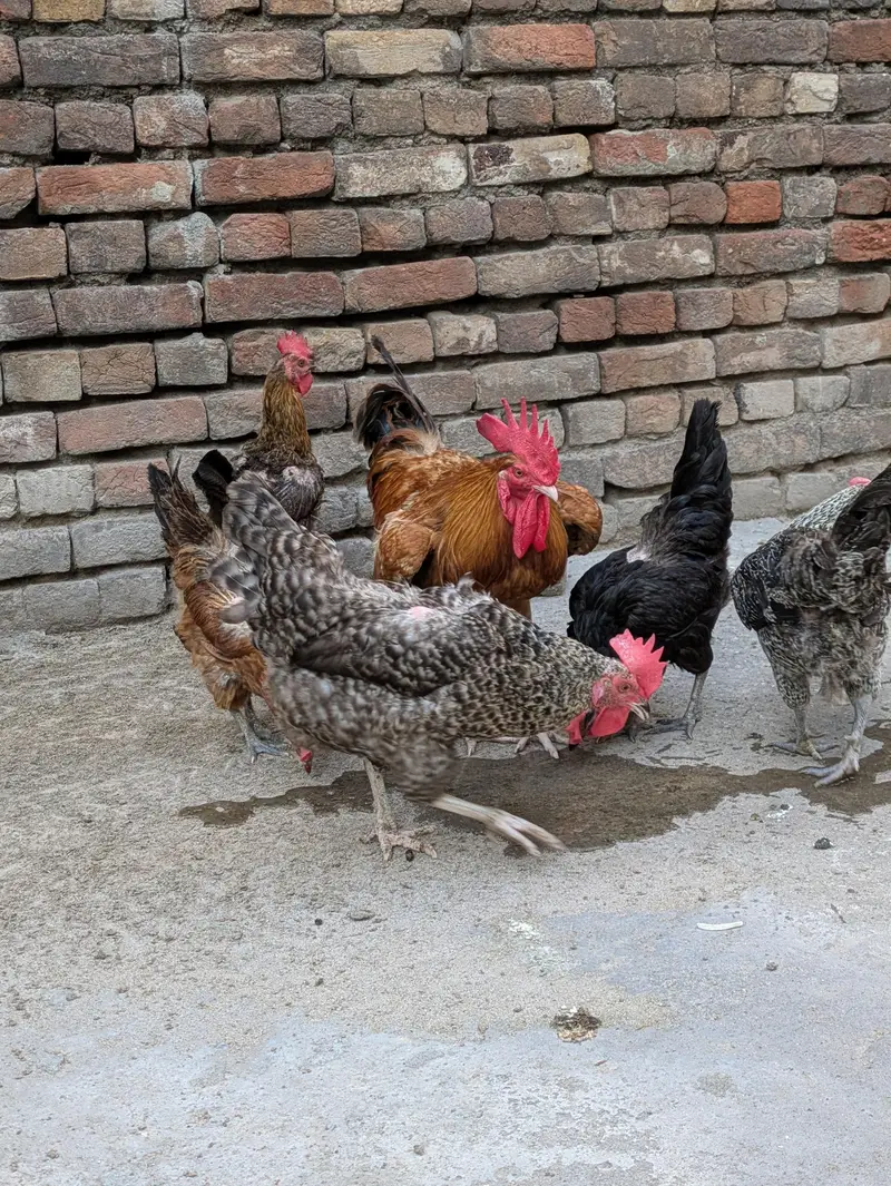 Desi hens (03444608899) — photo 2