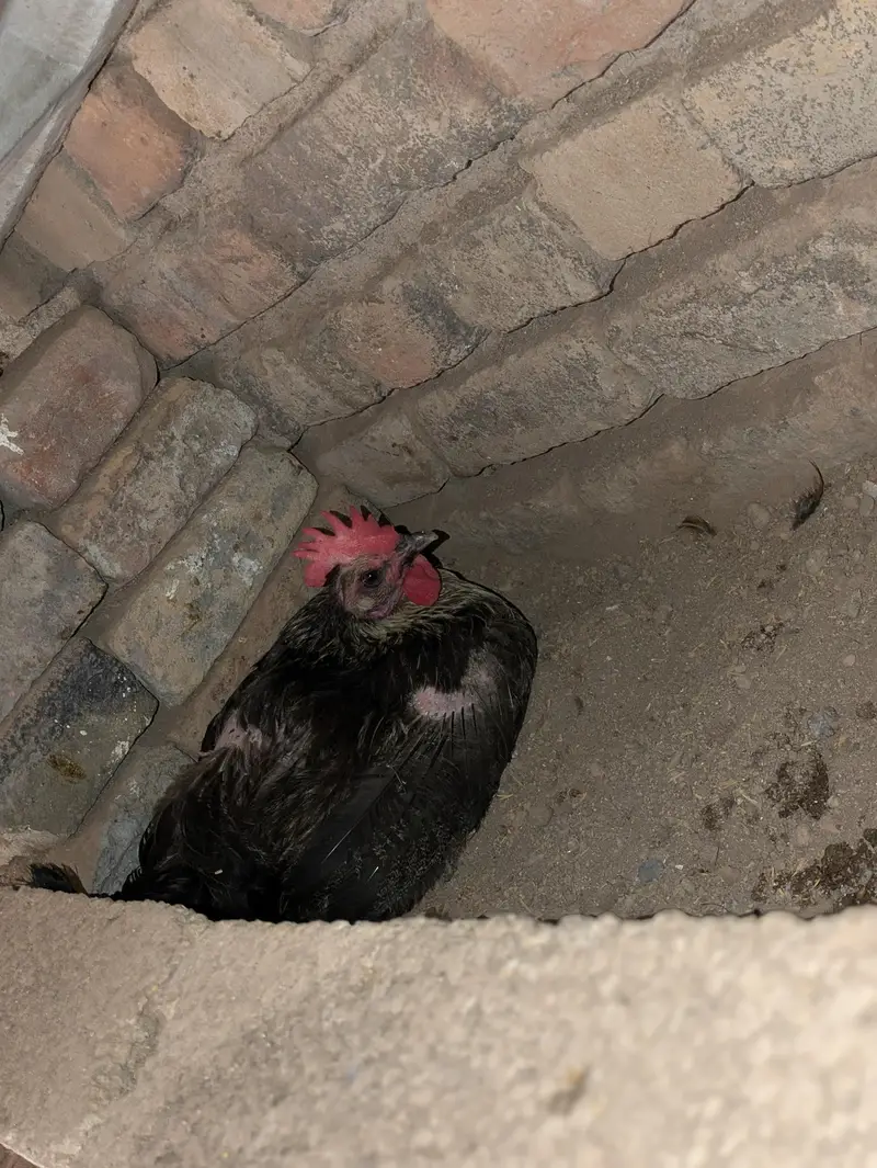 Desi hens (03444608899) — photo 3