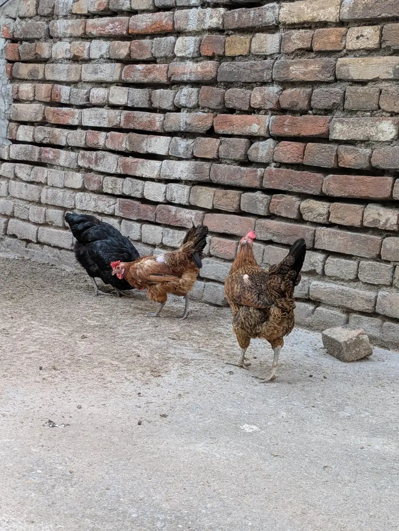 Desi hens (03444608899) — photo 5