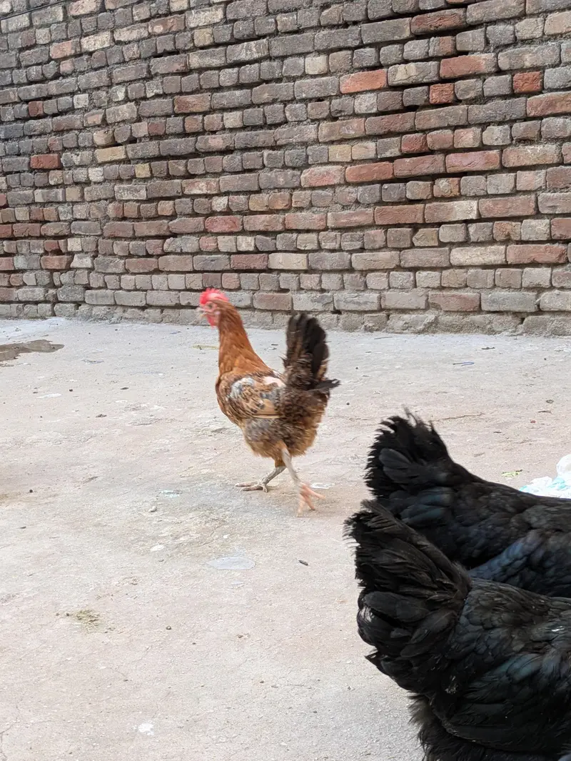 Desi hens (03444608899) — photo 6