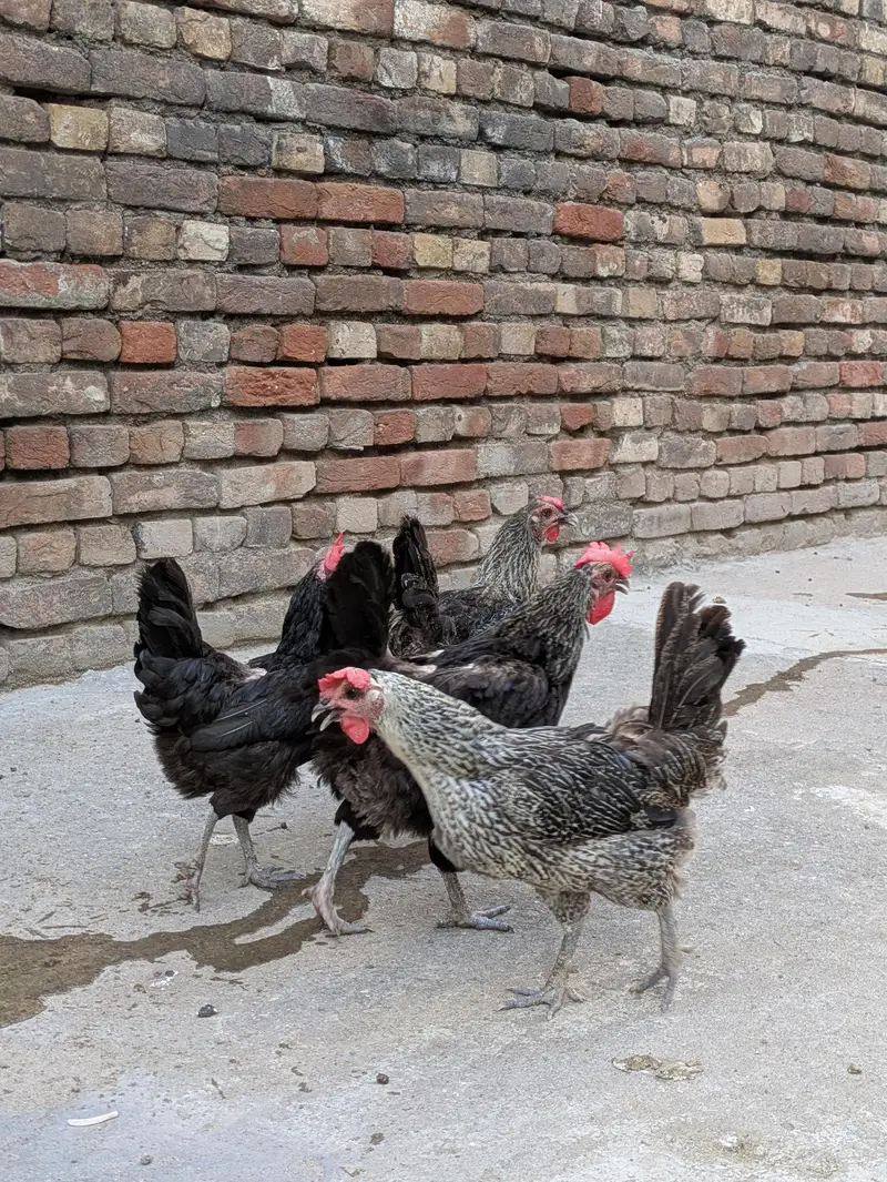 Desi hens (03444608899) — photo 7