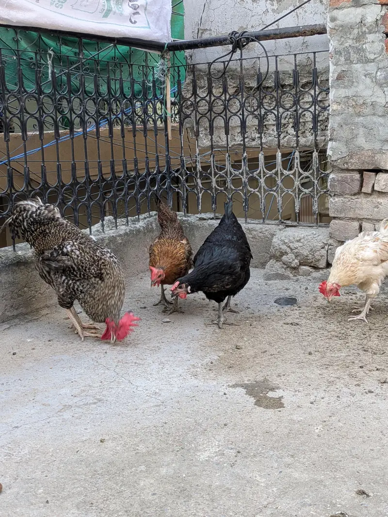 Desi hens (03444608899) — photo 8