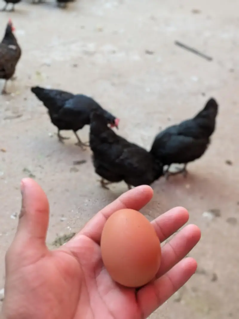 Desi hens (03444608899) — photo 9