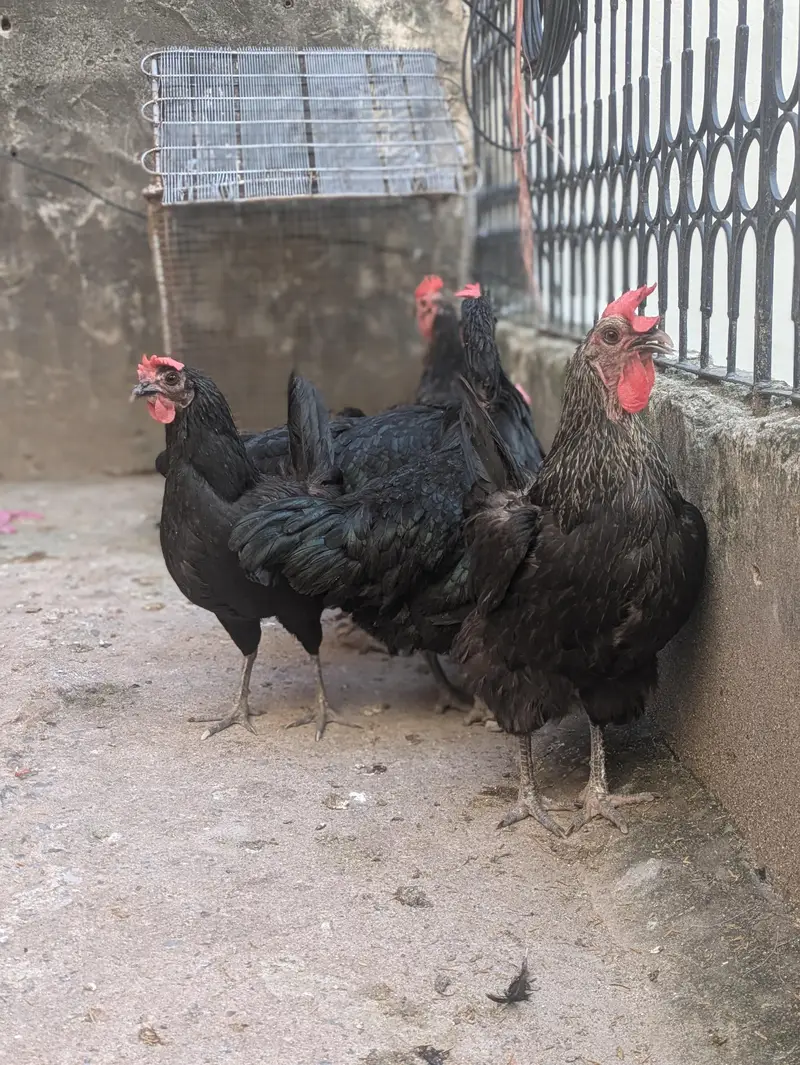 Desi hens (03444608899) — photo 10