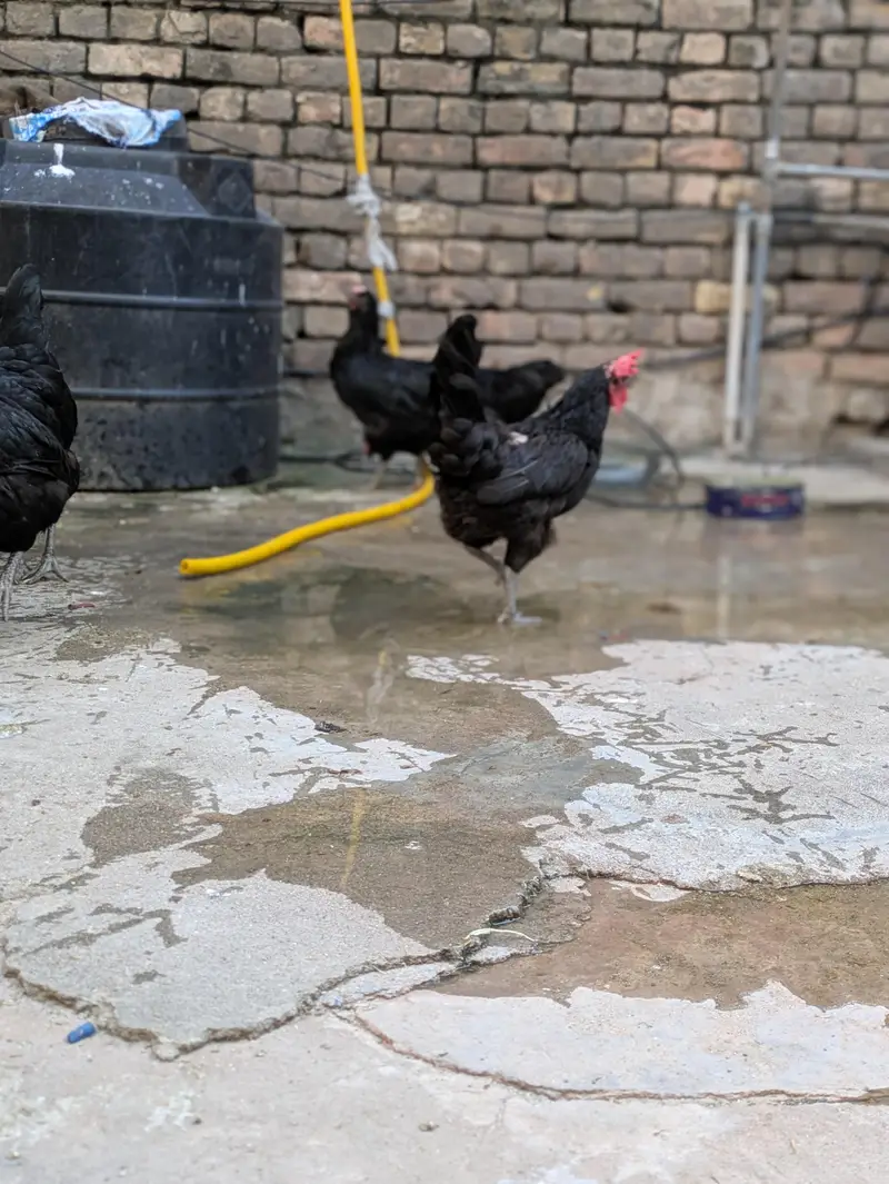 Desi hens (03444608899) — photo 11