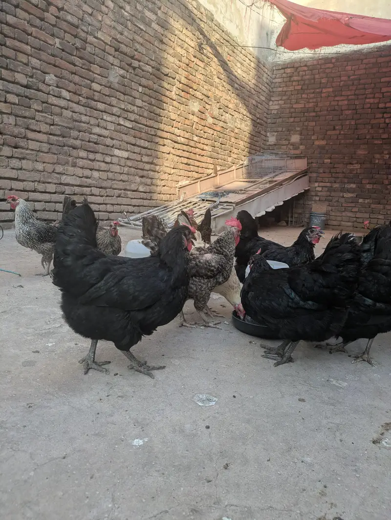 Desi hens (03444608899) — photo 12