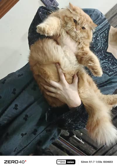 kitten