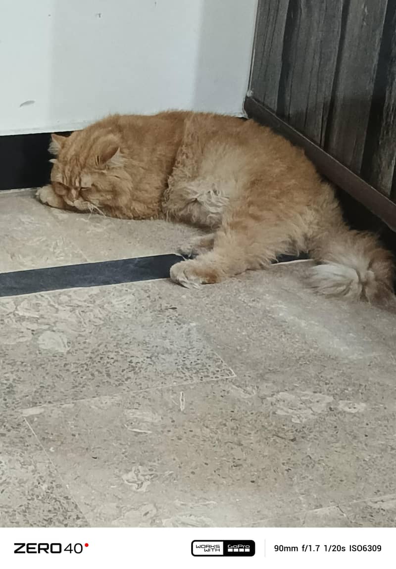 kitten 1