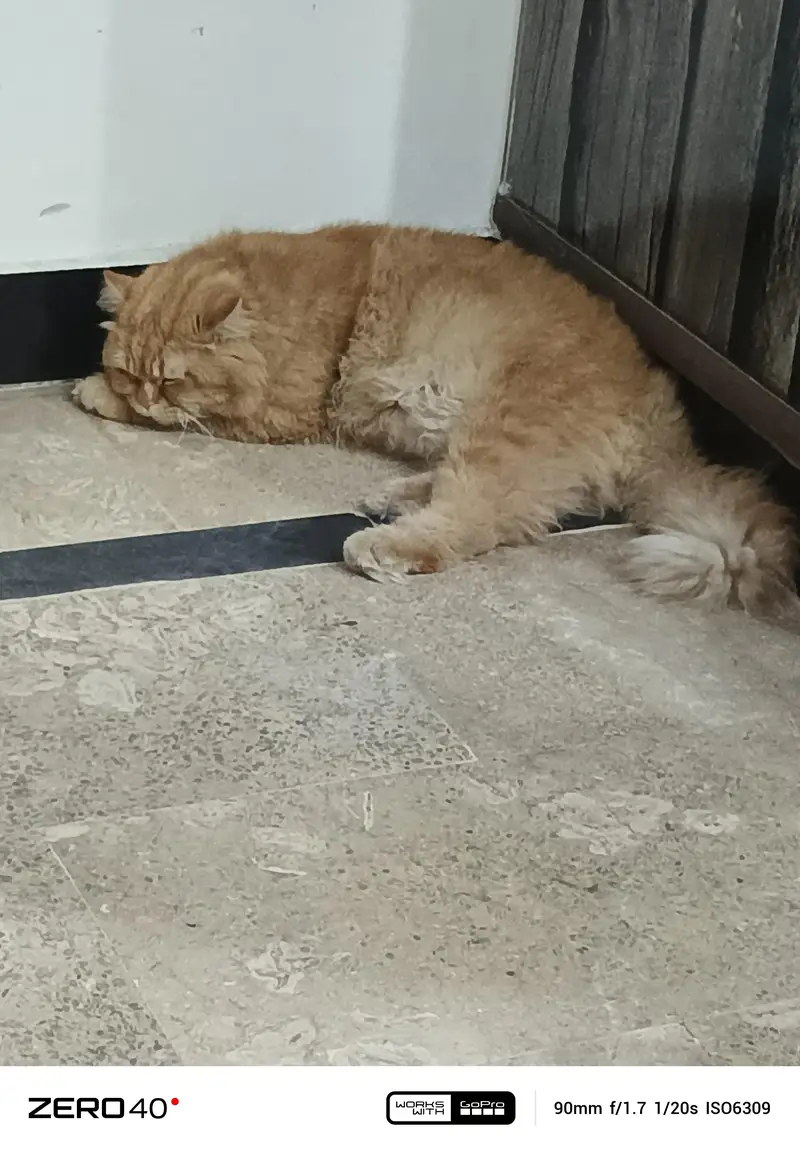 kitten — photo 2