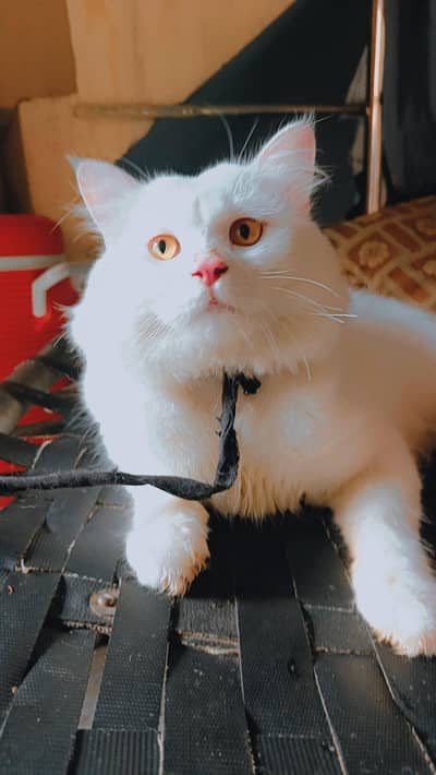 persian