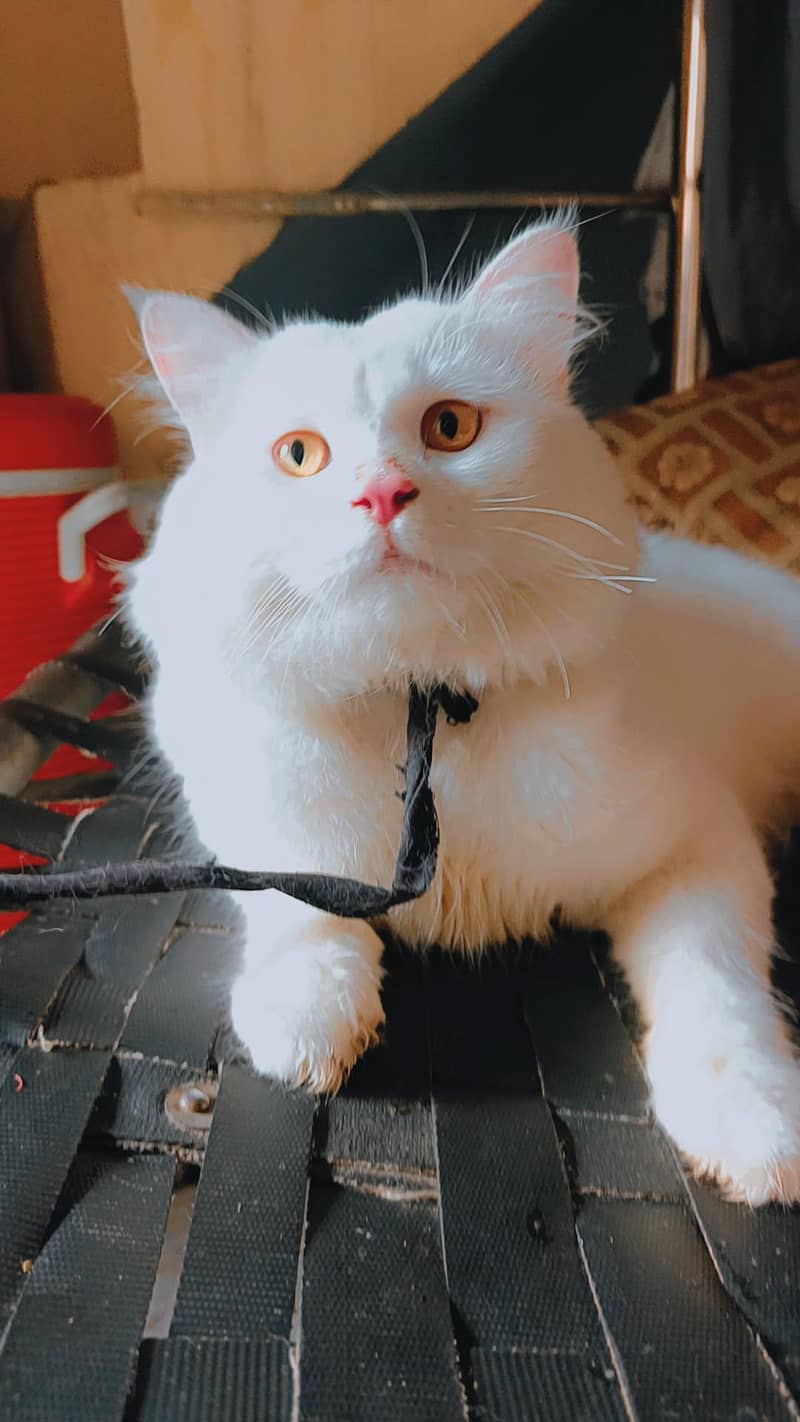 persian 0