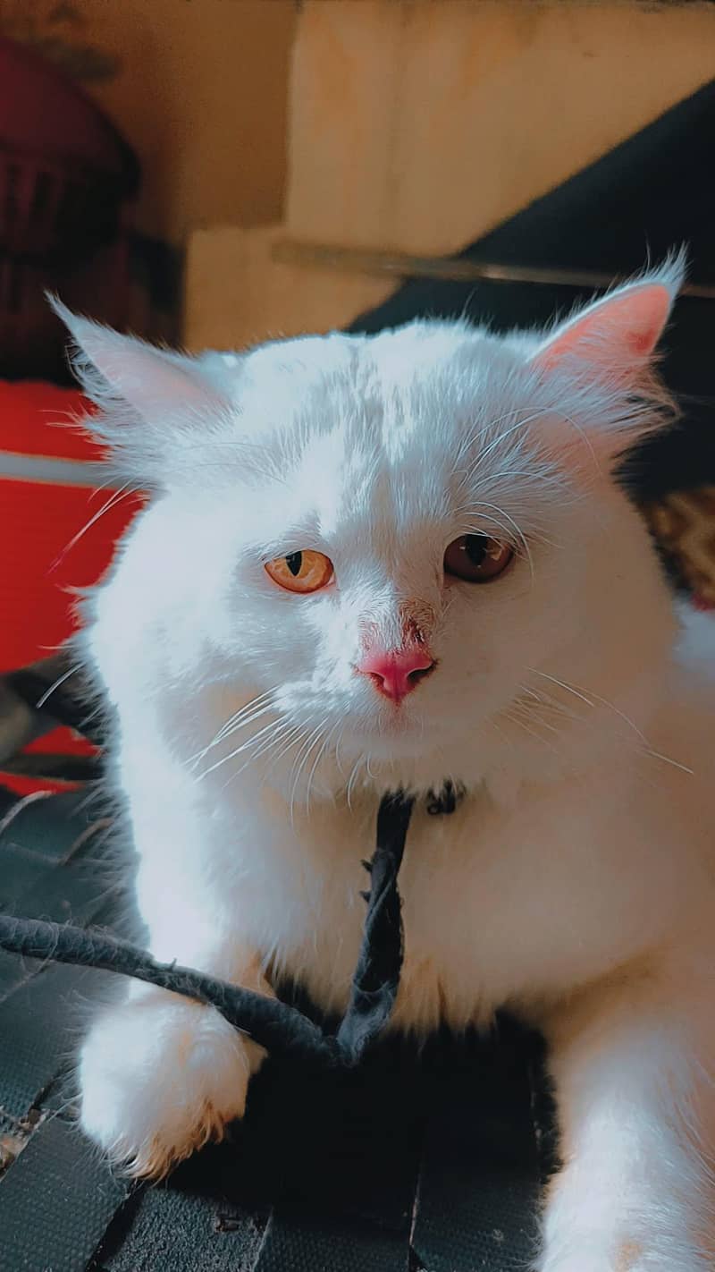 persian 1