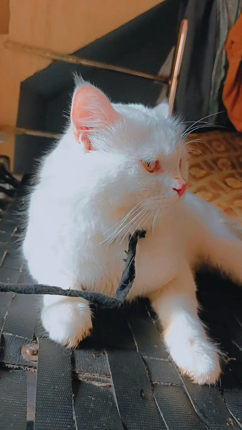 persian — photo 3