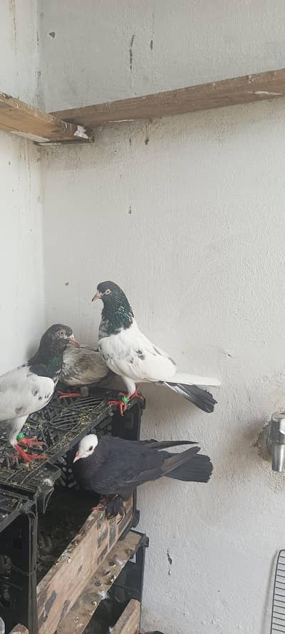 pigeon ka setup for sale read description
