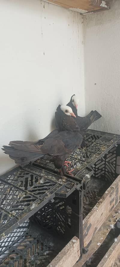 pigeon for sale