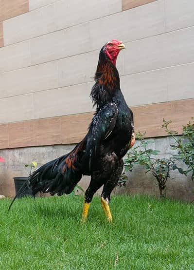 aseel shamo pair