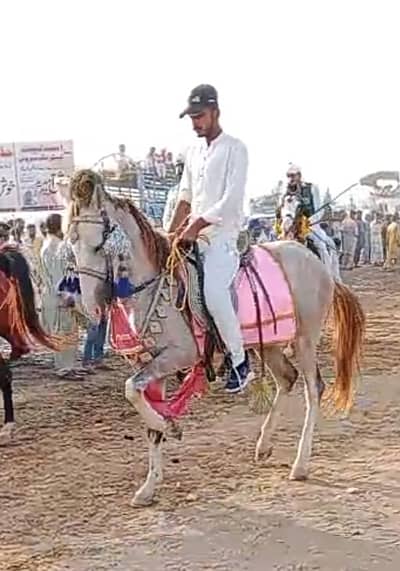 Horse for sale