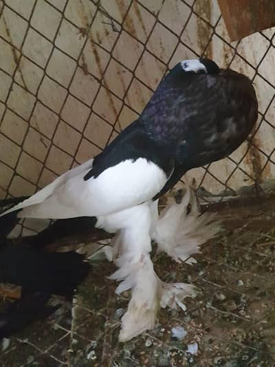 Black Megpia Chicks for