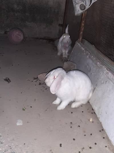 red eyes hollan lop pair
