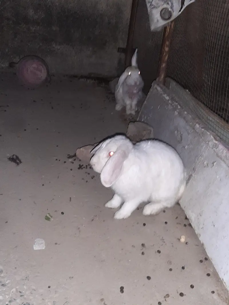 red eyes hollan lop pair