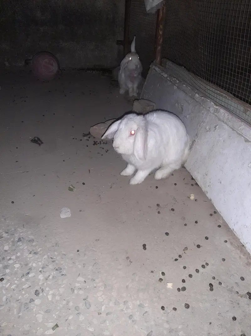 red eyes hollan lop pair — photo 2