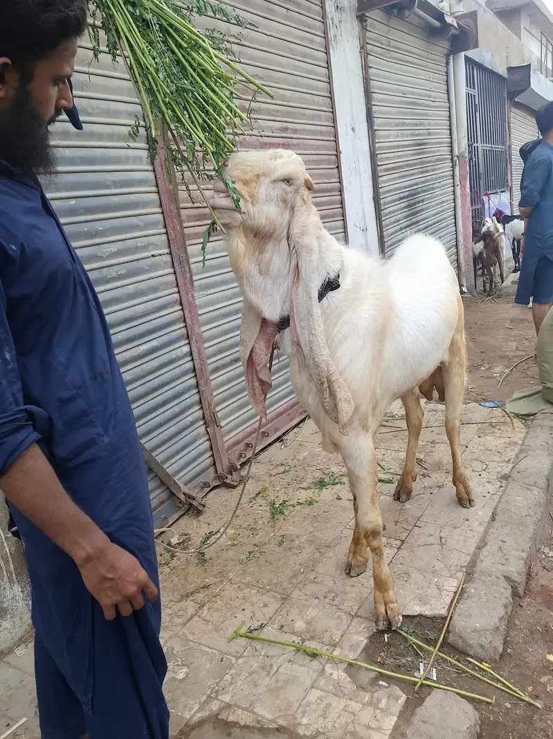 Gulabi Breader — photo 2
