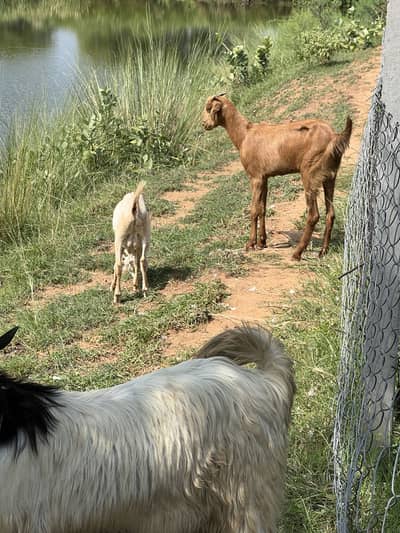 Different beautiful young goats