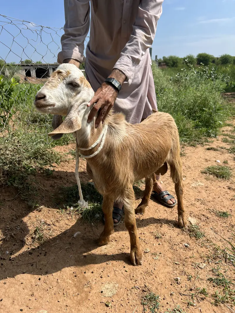 Different beautiful young goats — photo 2