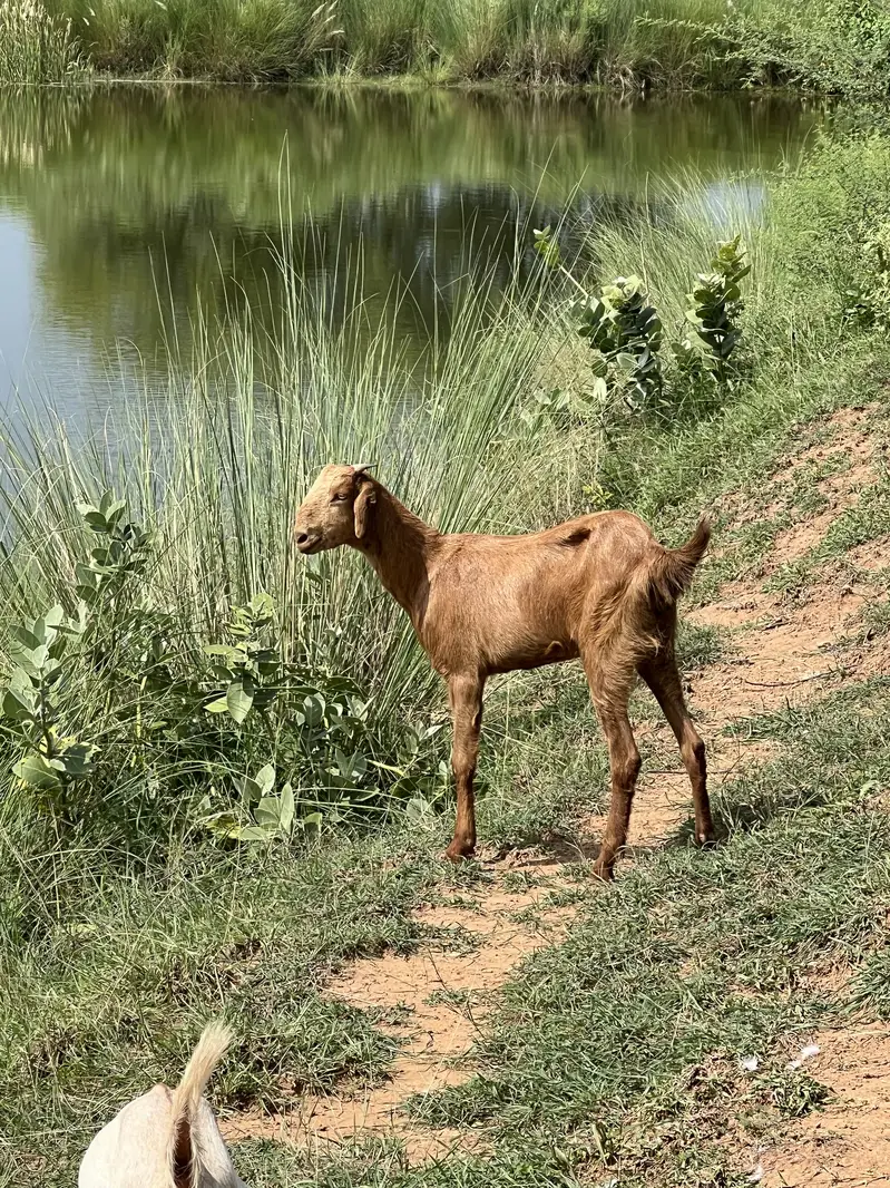Different beautiful young goats — photo 3