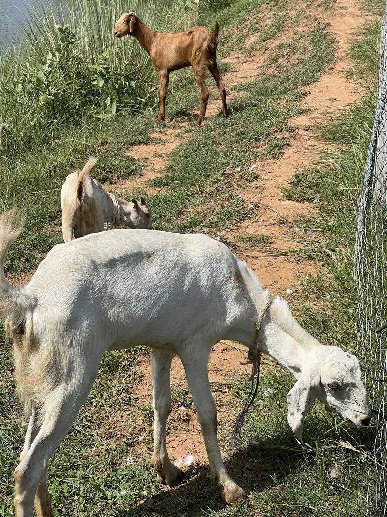 Different beautiful young goats — photo 4