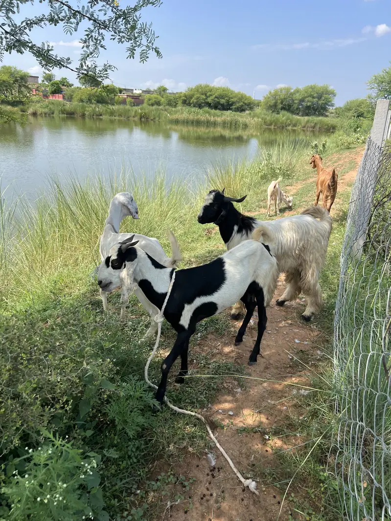 Different beautiful young goats — photo 5