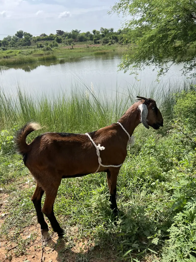 Different beautiful young goats — photo 6